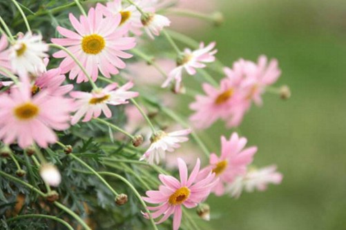 玛格丽特花什么时候开花？少女花玛格丽特图片欣赏