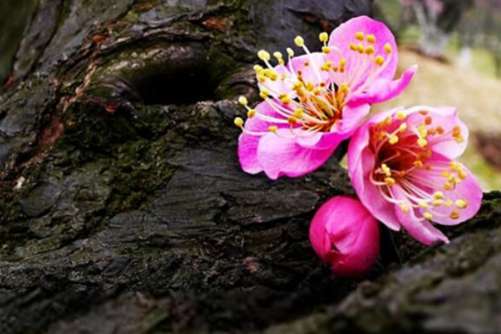 梅花的寓意，宝剑锋从磨砺出 梅花香自苦寒来