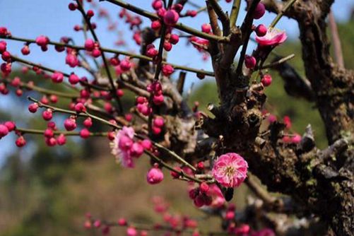 梅花图片 梅花芬芳傲寒冬，星光璀璨迎新年