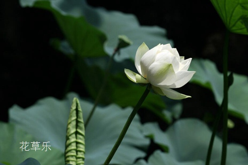 荷花什么时候开花，夏季家庭如何栽植荷花