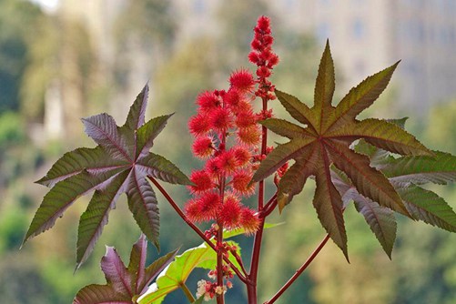 蓖麻怎么种植?蓖麻种植技术介绍