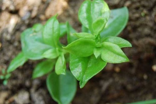 穿心莲种植方法，穿心莲阳台种植的秘籍