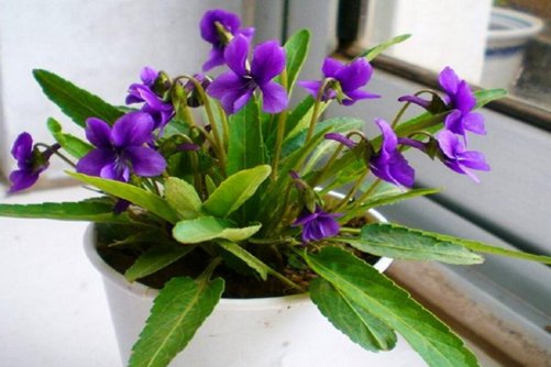 紫花地丁功效与作用，紫花地丁可观花也可食用