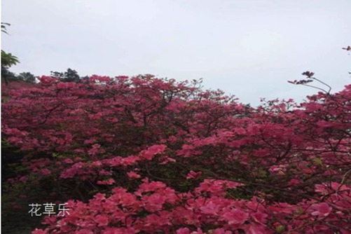 杜鹃花怎么养？注意这几点，花开满枝丫