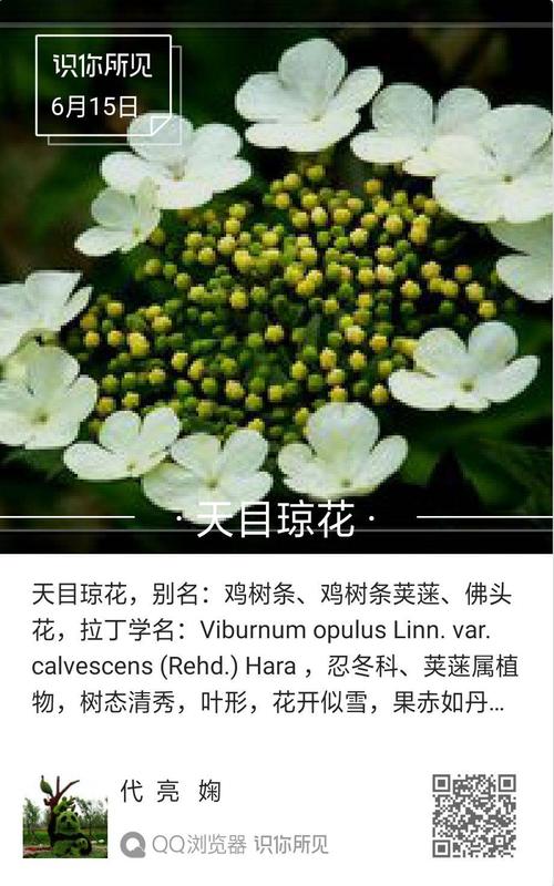 琼花怎么养，琼花的繁殖方法