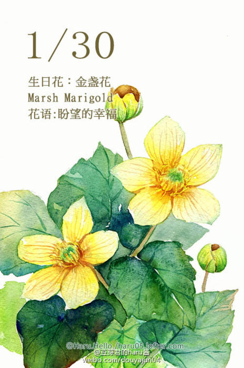 金盏菊的花语