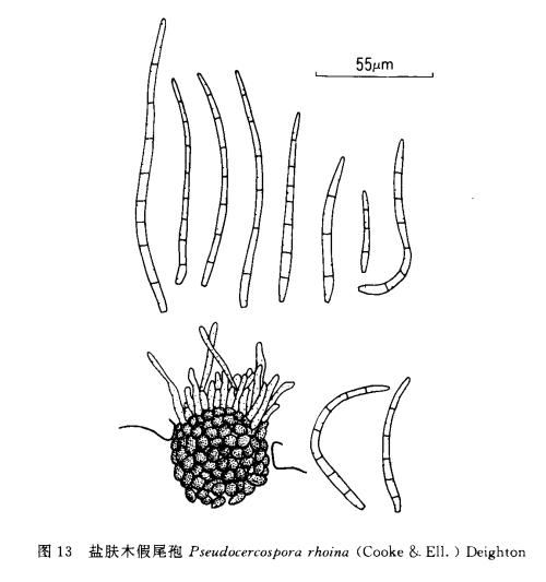 菊花假尾孢褐斑病防治技术