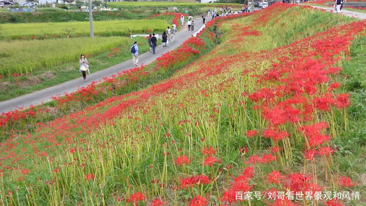 彼岸花的种植技术