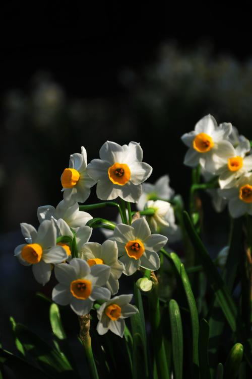 水仙花开完花后怎么处理？水仙花能养活多长时间？