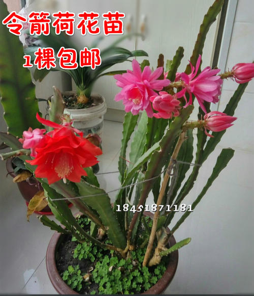 令箭荷花一年开几次花