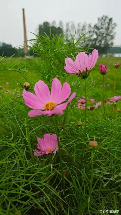 波斯菊什么时候开花，波斯菊的传说