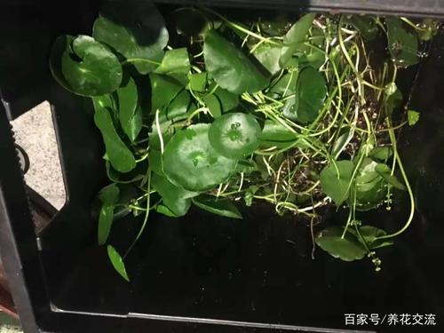 铜钱草的种植方法