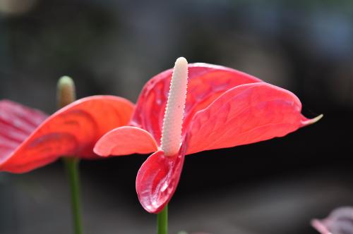 红掌的花语，送红掌花有什么禁忌么