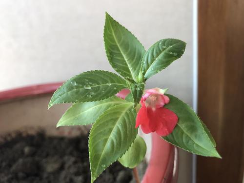 凤仙花怎样种植 凤仙花的种植方法