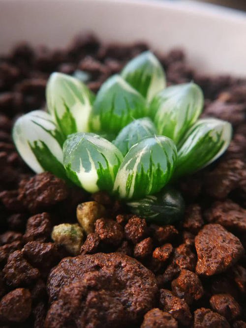 煤渣养多肉好吗？怎样用煤渣种植多肉植物