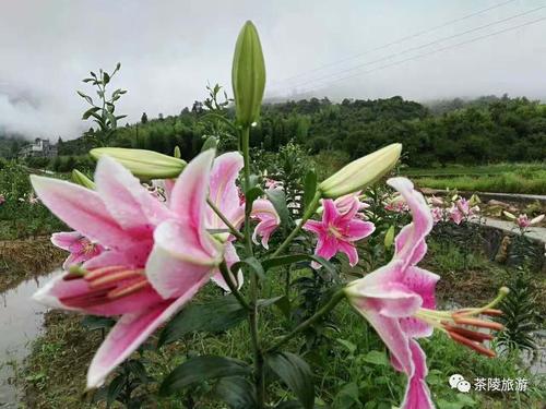 如何延长百合花花期