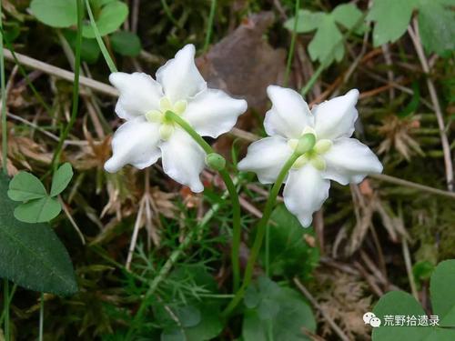 独丽花的种植要点