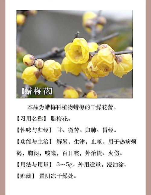 蜡梅花的花语及象征意义