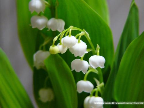 铃兰花怎样栽培 铃兰花的栽培技术要点