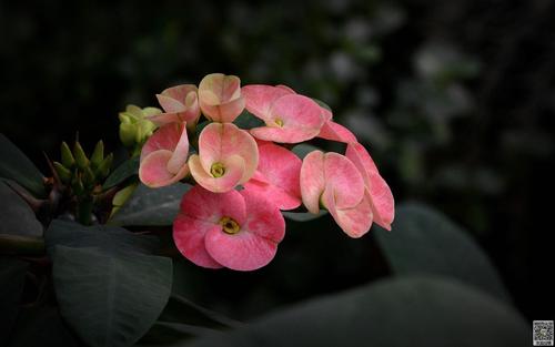 虎刺梅的花语是什么