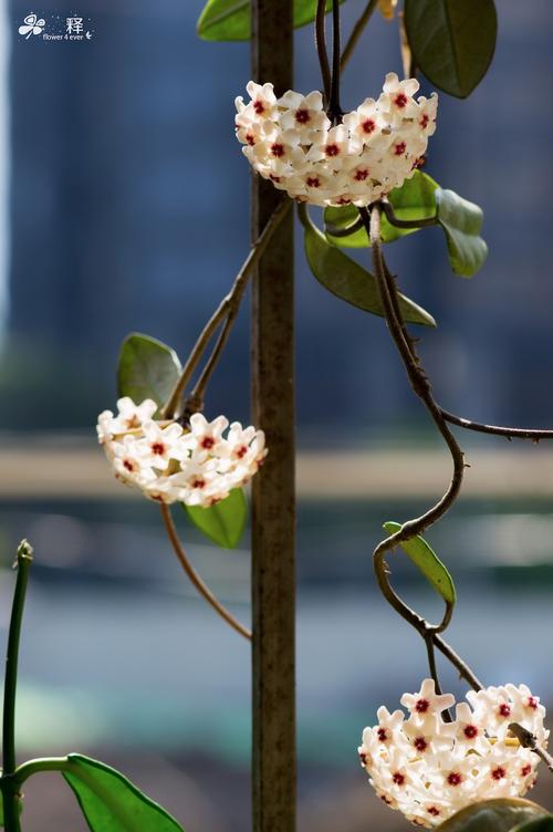 球兰什么时间开花，球兰的开花时间