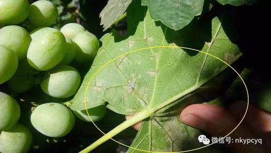 丁香花白粉病的防治方法