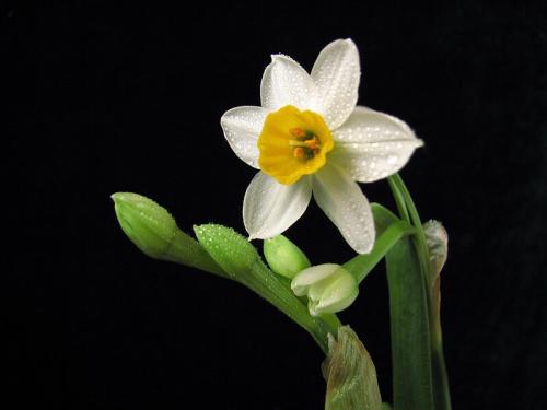 水仙花花瓣可以泡茶喝吗？需要注意什么？