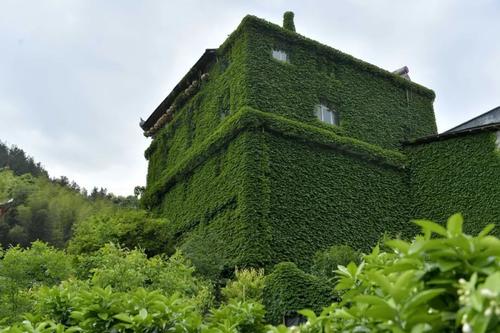 爬山虎怎么种 爬山虎种子种植方法