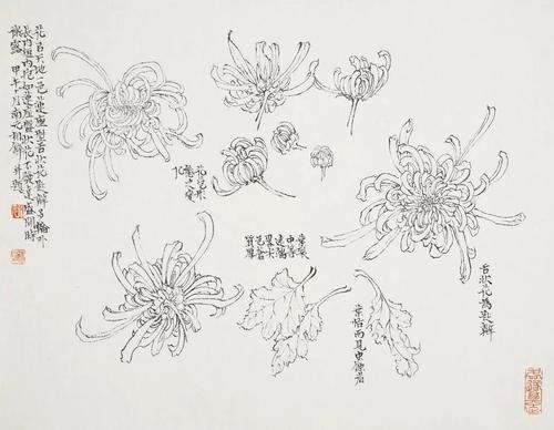 菊花莲座化现象怎样防治