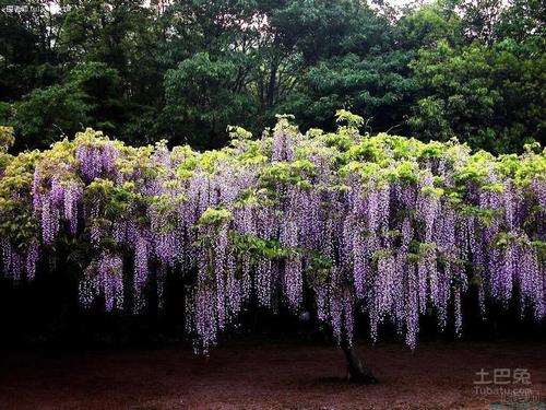 紫藤花能吃吗，紫藤花该怎么吃