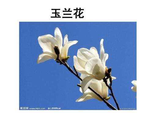 种植玉兰花有什么妙招，玉兰花种植技术要点