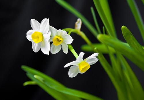 水仙花可以放在卧室吗？水仙花是否有毒？