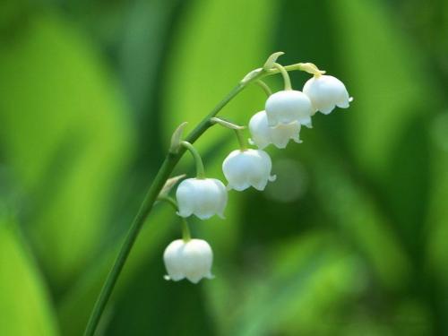 铃兰花怎样栽培 铃兰花的栽培技术要点