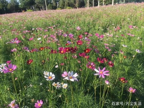 波斯菊的花语是什么