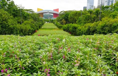 凤仙花的采收加工技术要点