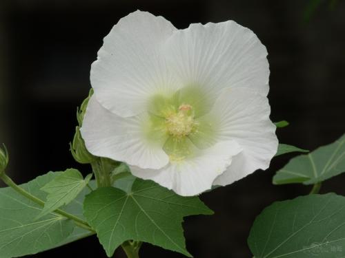 芙蓉花的繁殖方法有哪些 芙蓉花的繁殖方法介绍