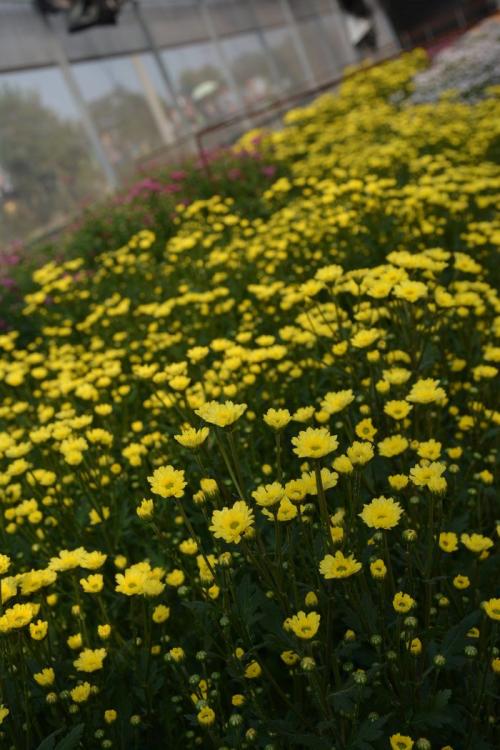 菊花莲座化现象怎样防治