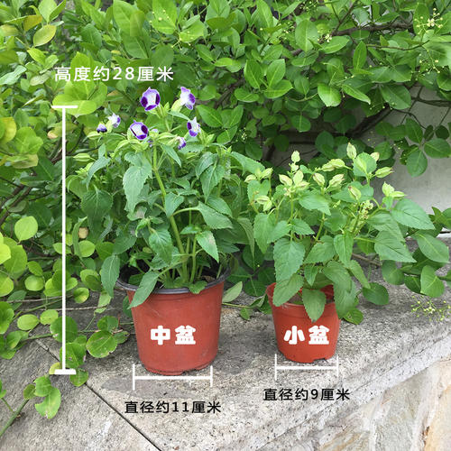 夏堇的盆栽养护方法