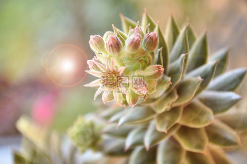 多肉植物开花吗，多肉植物开花会死吗