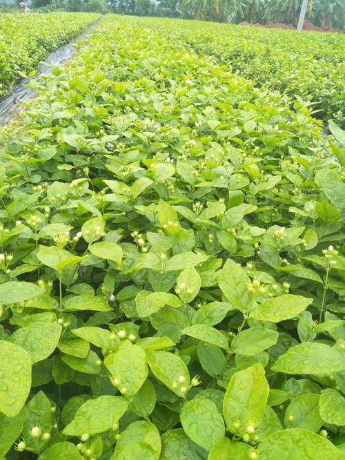 茉莉花春季田间管理技术要点