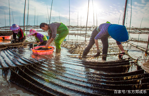 在养殖的过程中如何让多肉植物更漂亮