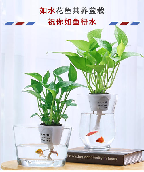 水培植物营养液怎么用，水培植物营养液配方