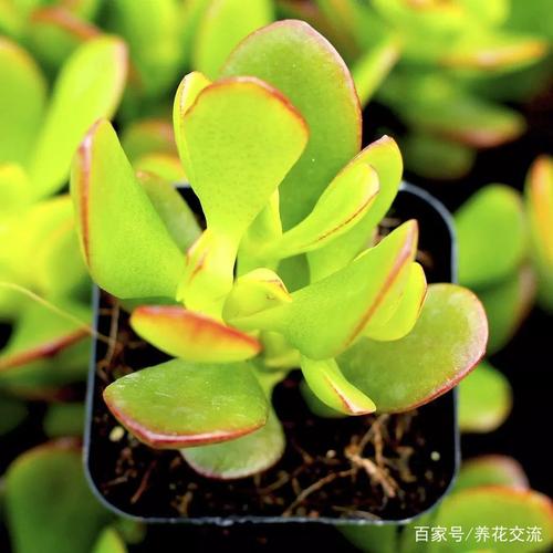 多肉植物的黑斑病、煤烟病是什么？怎么防护？怎么处理？