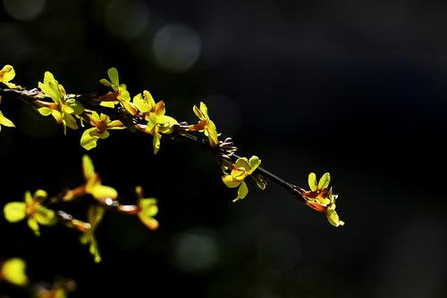 迎春花的特点,迎春花的资料