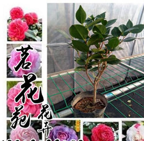 山茶花的种子穗怎么嫁接？山茶花的种子穗嫁接方法