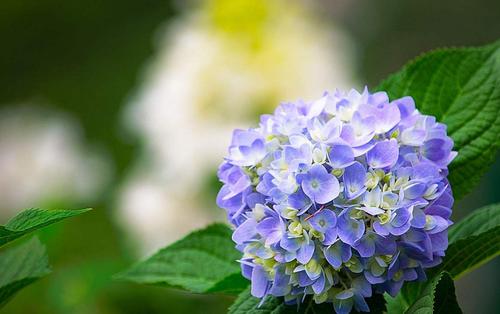 八仙花的花语和传说