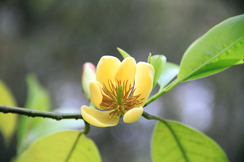 含笑花有什么功效，含笑花的价值