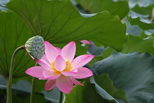 荷花、莲花还有睡莲的区别