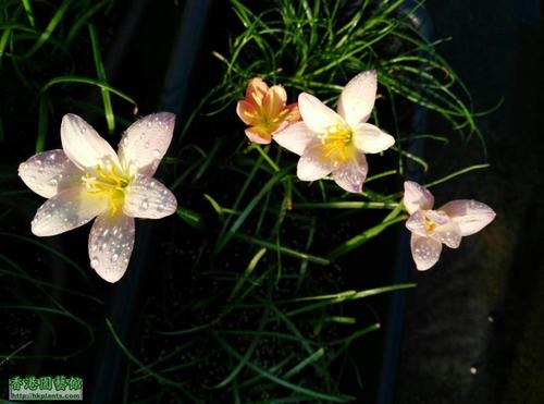 风雨兰不开花？风雨兰的种植技巧