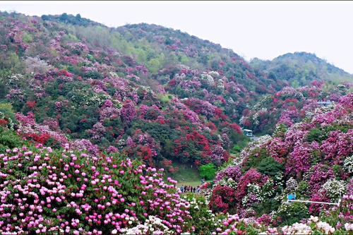 杜鹃花能喷水吗